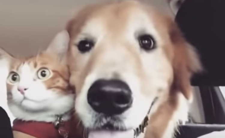 性格の違いがよく分かる 一緒にドライブする猫と犬 どうぶつのこと 動物がもっと好きになる動画紹介サイト 性格の違いがよく分かる 一緒にドライブする猫と犬 どうぶつのこと 動物がもっと好きになる動画紹介サイト