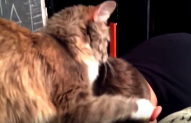泣くニャよ 男の子を抱きしめてあげる猫が優しい どうぶつのこと 動物がもっと好きになる動画紹介サイト