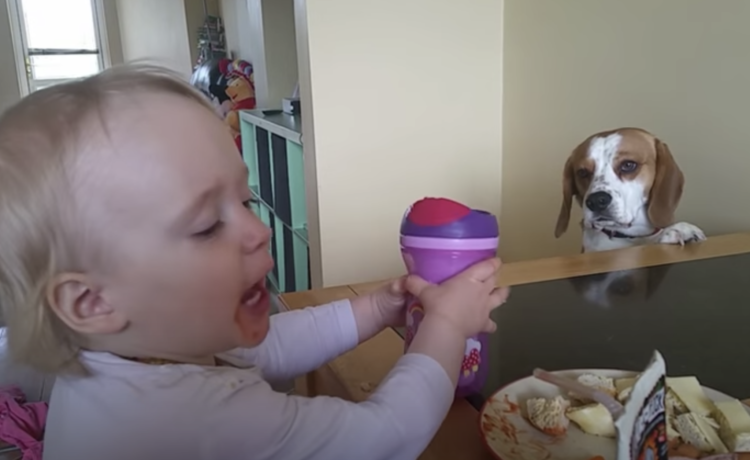 犬 あの そのゴハンと交換しない おもちゃと食べ物をトレードしたい犬さん どうぶつのこと