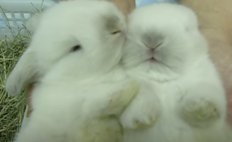 猫のように毛づくろい もふもふ真っ白な可愛いウサギさん どうぶつのこと 動物がもっと好きになる動画紹介サイト