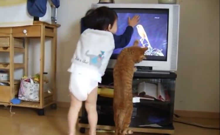 教えてあげる 食い入るようにテレビを見る猫と男の子 どうぶつのこと