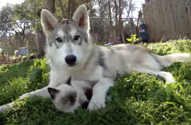 親子にしか見えない 子猫をお世話するハスキー犬 どうぶつのこと