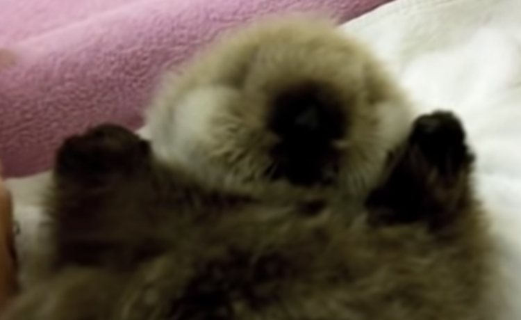 鳴き声も可愛い ふわふわなラッコの赤ちゃん どうぶつのこと 動物がもっと好きになる動画紹介サイト