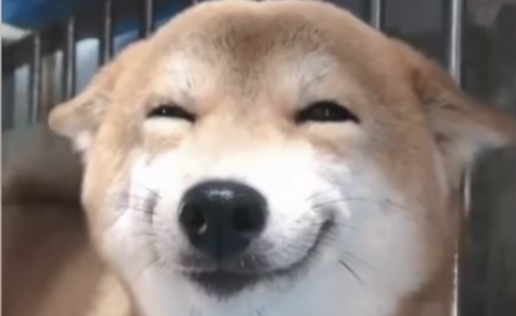 みんないい笑顔だ カメラに向かって微笑んでくれる犬さんたち どうぶつのこと 動物がもっと好きになる動画紹介サイト みんないい笑顔だ カメラに向かって微笑んでくれる犬さんたち どうぶつのこと 動物がもっと好きになる動画紹介サイト