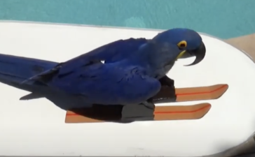 オウム どうぶつのこと 動物がもっと好きになる動画紹介サイト