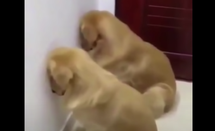 悪気は無かったワン 分かりやすく反省する犬たちが面白い どうぶつのこと