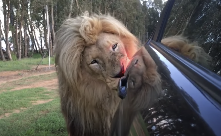 やっぱり動きが猫っぽい 車にスリスリするライオンさん どうぶつのこと 動物がもっと好きになる動画紹介サイト