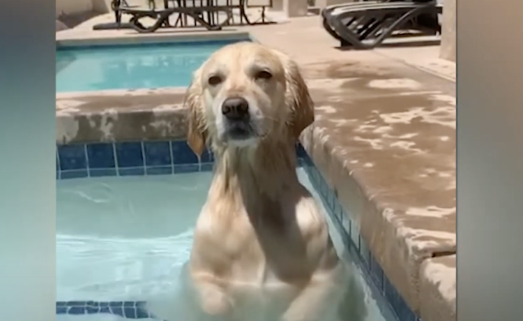 ん イスに座ってるのかな 不思議なポーズをする犬さん どうぶつのこと