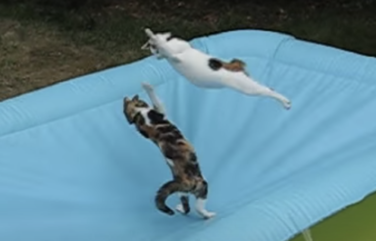 水のないプールにこんな使い道が！ 飛んで跳ねて遊ぶネコたち。