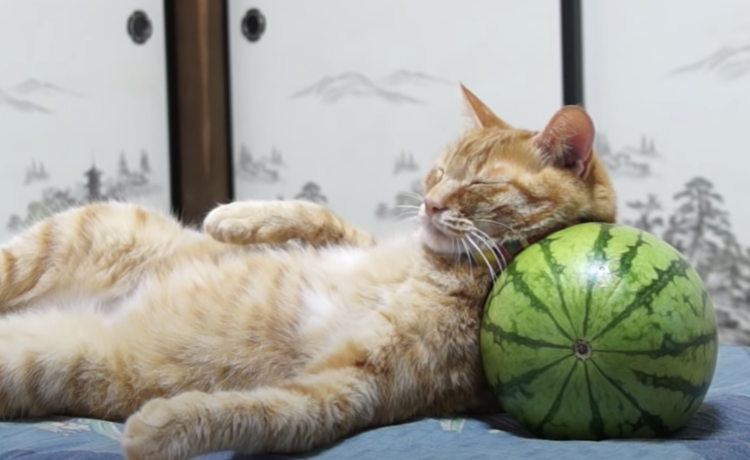 夏といえばやっぱりスイカ ひんやり枕で寝る猫さん どうぶつのこと