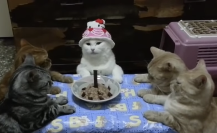ケーキを囲んで 賑やかな猫のバースデーパーティーのはずが どうぶつのこと