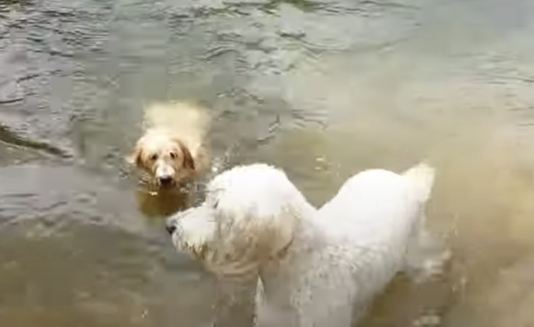 犬の水泳教室 泳ぎ方を子犬に教えてあげる先輩 どうぶつのこと