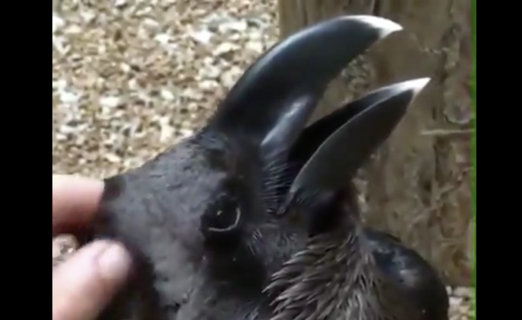 ウサギ カラス どっちに見えるかな 一瞬分からなくなっちゃう どうぶつのこと ウサギ カラス どっちに見えるかな 一瞬分からなくなっちゃう どうぶつのこと
