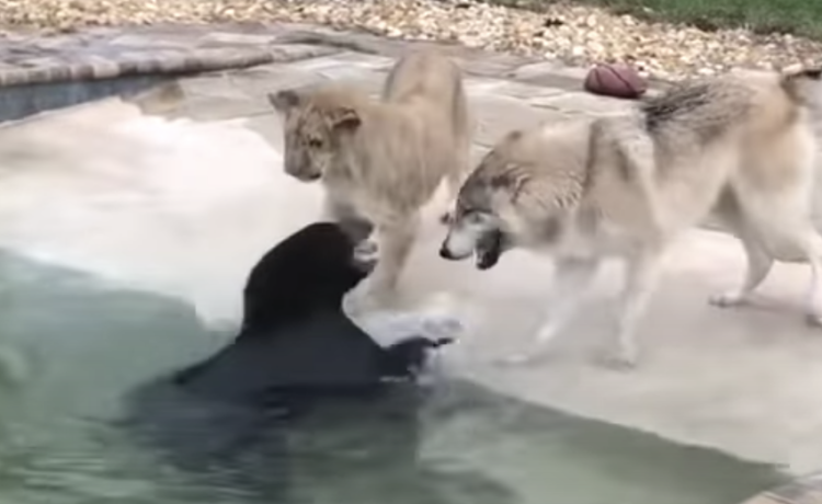 ライオン クマ オオカミ 仲良し3匹の遊ぶ姿が可愛い どうぶつのこと 動物がもっと好きになる動画紹介サイト