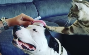 ねぇねぇ慰めて〜」甘えんぼ猫さん、犬に腕まくら要求。 どうぶつの