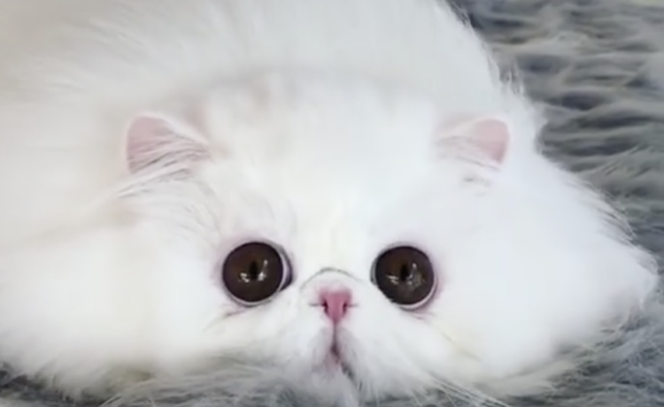 猫 だよね とろけているような姿が可愛い白猫さん どうぶつのこと 動物がもっと好きになる動画紹介サイト