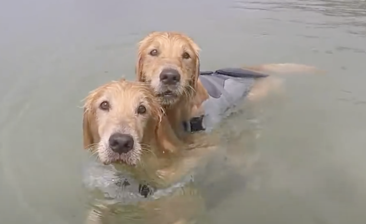 犬 あぁ 泳ぐの疲れちゃった 相棒の背中に乗せてもらうワンコ どうぶつのこと