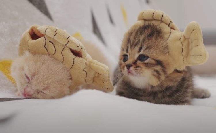 激かわ たい焼きの帽子をかぶった子猫たち どうぶつのこと