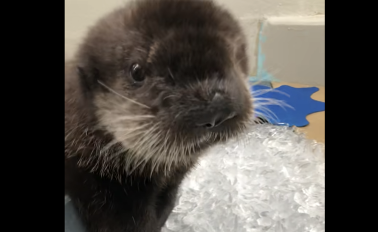 氷ポリポリ 冷たい氷をカジって遊ぶラッコの赤ちゃん どうぶつのこと