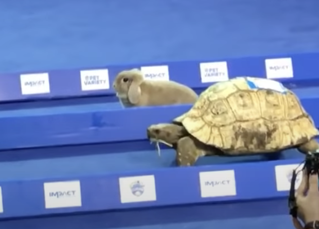 うさぎとカメ 本当にカメが勝つのかレースをしてみた どうぶつのこと