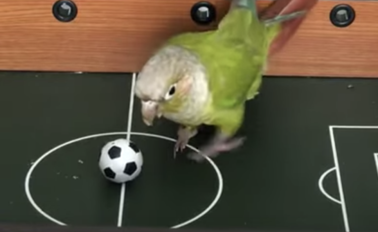 ちゃんとゴールもできるんです 鳥さんのサッカーゲーム どうぶつのこと 動物がもっと好きになる動画紹介サイト