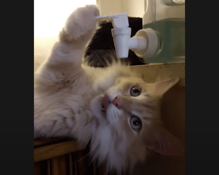 新鮮な水って美味しいニャ ウォーターサーバーを使いこなす猫 どうぶつのこと 動物がもっと好きになる動画紹介サイト