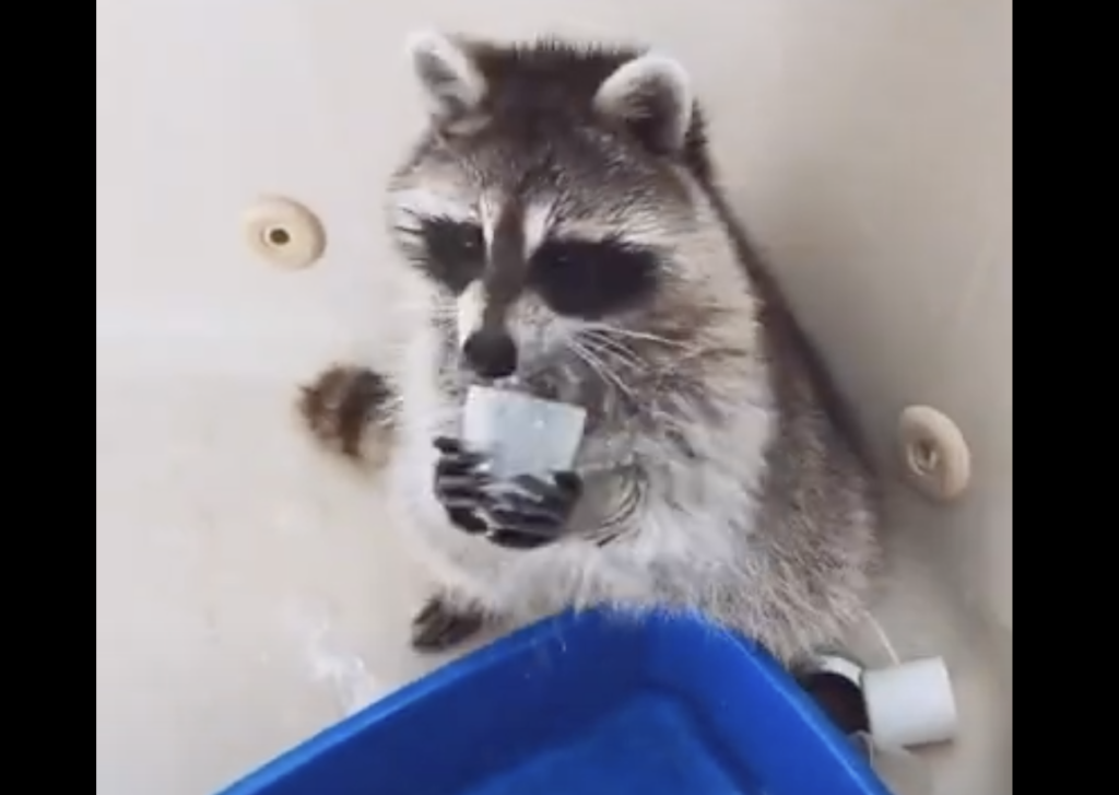 お水はこうやって飲むの 人間のようにコップを使うアライグマ どうぶつのこと