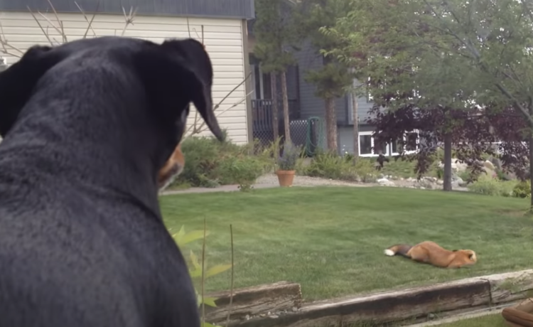 犬 片付けるの忘れてた おもちゃをキツネに盗られて落ち込む どうぶつのこと 動物がもっと好きになる動画紹介サイト