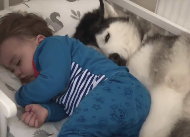 犬 ふぅ やっと寝てくれたか 寝付くまで子供の子守をしてくれるワンコ どうぶつのこと