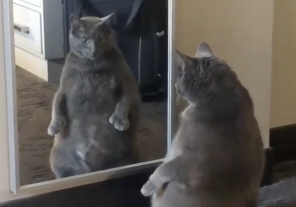 「え？ そんなに太ったかな」鏡に写った自分を見て固まる猫さん。
