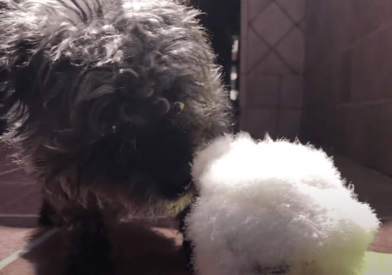 犬 似たもの同士仲良くしようね もふもふなワンコが毛づくろいしているのは どうぶつのこと