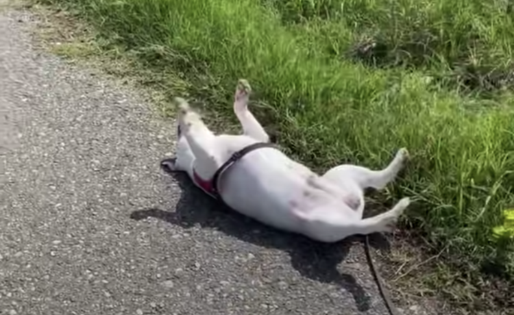 道端に犬が落ちていた 紛らわしい日光浴 どうぶつのこと