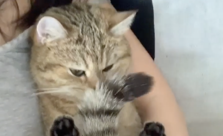 セルフ催眠術 しっぽがふわふわ 自分の尻尾が気になりすぎる猫さん どうぶつのこと 動物がもっと好きになる動画紹介サイト
