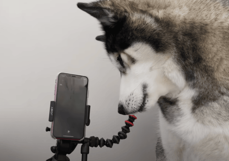 ハロー 犬の言葉がsiriに通じた スマホとおしゃべりするワンコ どうぶつのこと