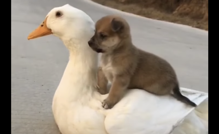 リアルアヒルボート 背中に乗ってお散歩する子犬さん どうぶつのこと