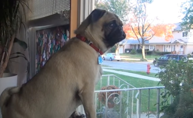 小さいけれど立派な番犬なんだぞ 強さをアピールするパグちゃん どうぶつのこと