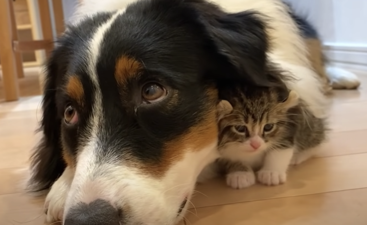 くっついてると落ち着く 犬さんと離れない子猫 どうぶつのこと 動物がもっと好きになる動画紹介サイト