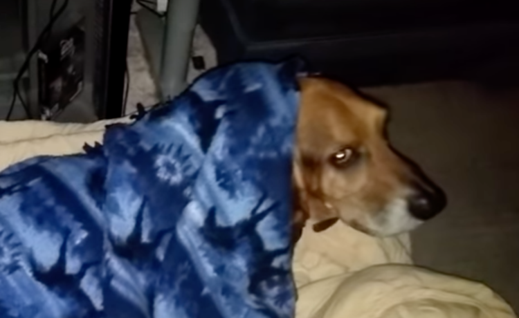 寝るときはコレ！毛布を掛けてもらわないと寝れないワンコ。 どうぶつのこと。