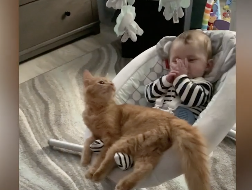 「このイス楽しいニャ！」赤ちゃんとゆらゆら揺れる猫。