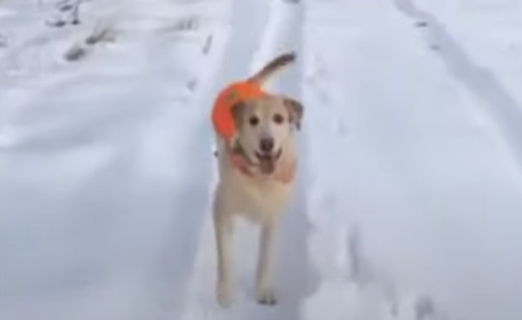 お散歩のたびに大はしゃぎする犬 今日は後ろ歩きで喜びを表現 どうぶつのこと