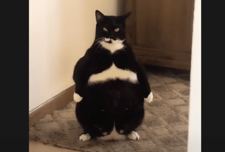 Lv100くらいありそうな 強そうな猫がいた どうぶつのこと 動物がもっと好きになる動画紹介サイト