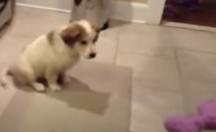 不器用さも愛らしい 投げた物をキャッチするのが苦手な犬さん どうぶつのこと 動物がもっと好きになる動画紹介サイト