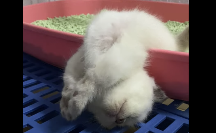 無防備すぎる へそ天で寝る子猫ちゃん どうぶつのこと 無防備すぎる へそ天で寝る子猫ちゃん どうぶつのこと