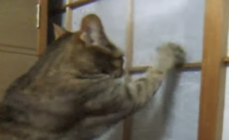 おかしいニャ 破れないぞ 障子と戦う猫 どうぶつのこと