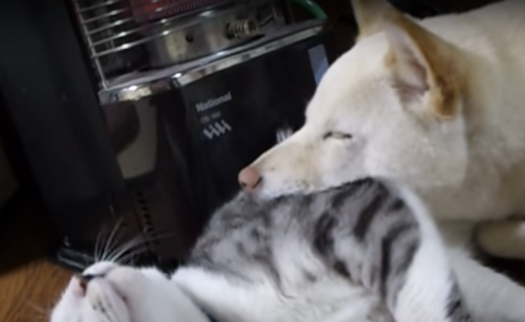 猫と枕とストーブと 最高の場所を手に入れたワンコ どうぶつのこと