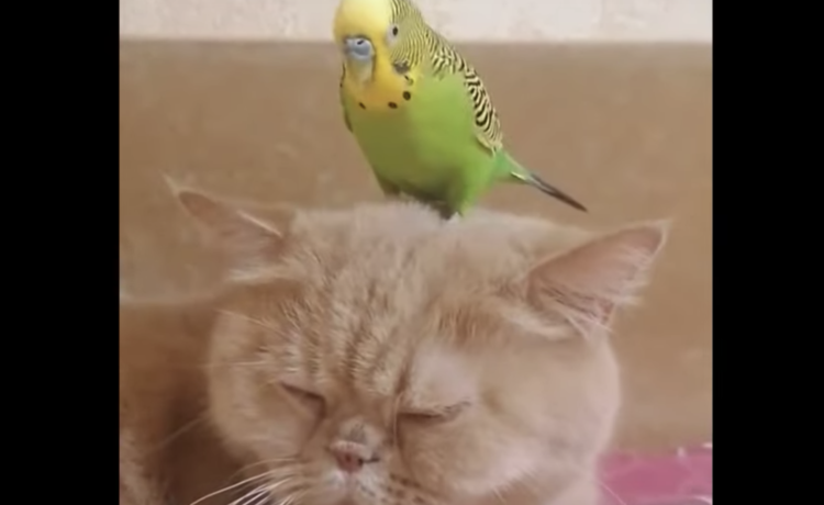 無表情な猫 インコが頭に乗っても 無の境地 どうぶつのこと