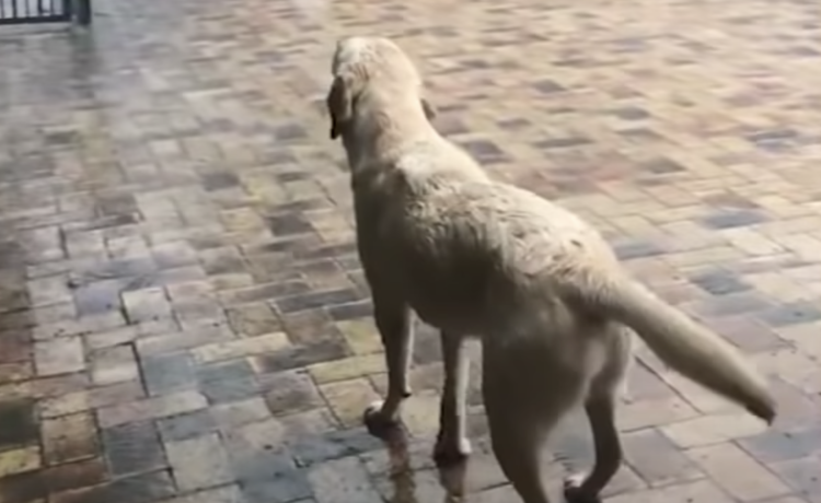 犬 見て 空から何か降ってくる 初めての雨にはしゃぐワンコ どうぶつのこと