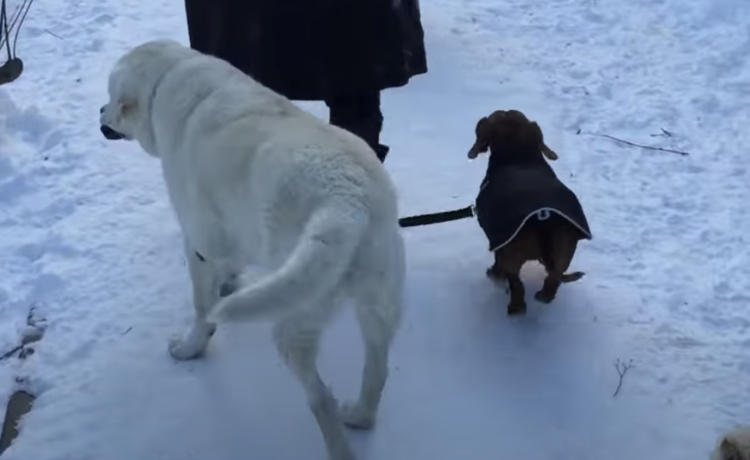 僕の役目なの 小型犬の散歩を手伝ってくれるおじいちゃん犬 どうぶつのこと