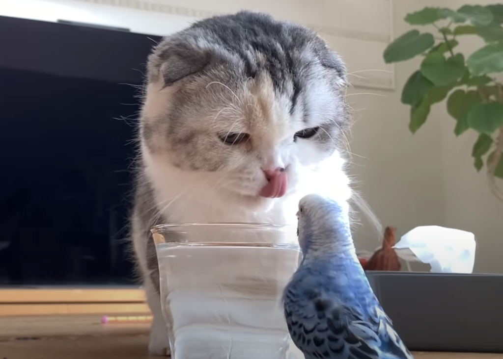 「今飲んでるのに〜…」コップの水を奪い合う、猫とインコ