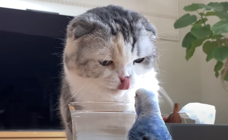 今飲んでるのに コップの水を奪い合う 猫とインコ どうぶつのこと